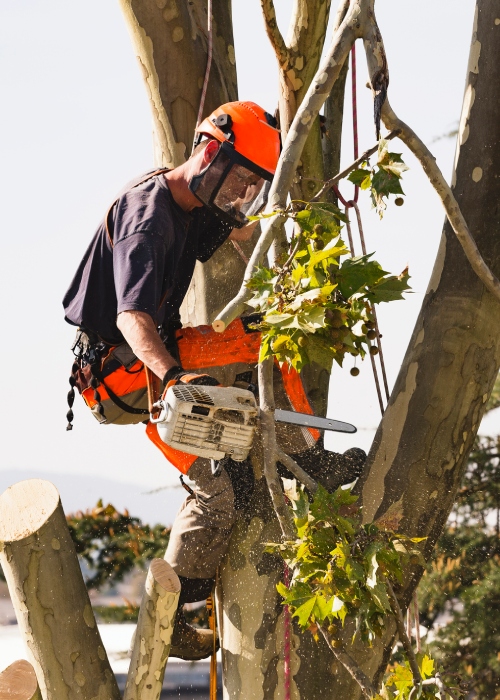 Tree Removal
