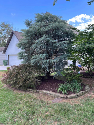 Tree Care in Maryville, Tennessee