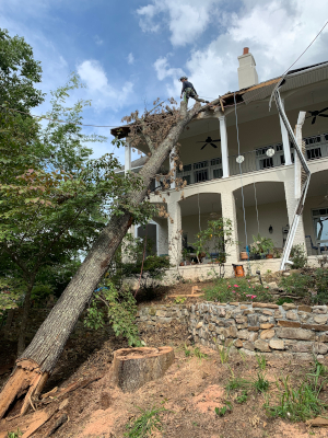 Residential Tree Services in Maryville, Tennessee