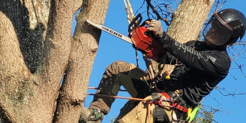Arborist in Maryville, Tennessee