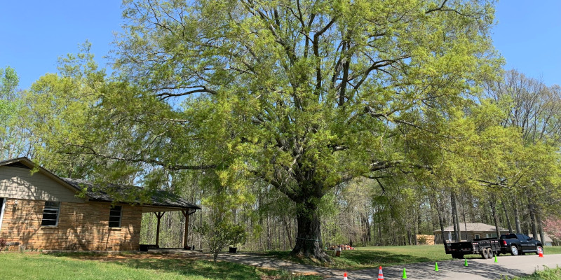 Tree Services in Maryville, Tennessee