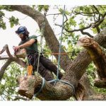 Tree Removal