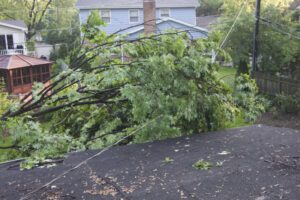 What to Do When Waiting for an Emergency Tree Services Team to Arrive