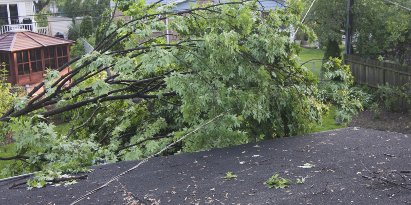 What to Do When Waiting for an Emergency Tree Services Team to Arrive