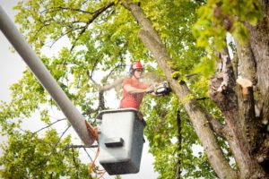 4 Benefits of Commercial Tree Services