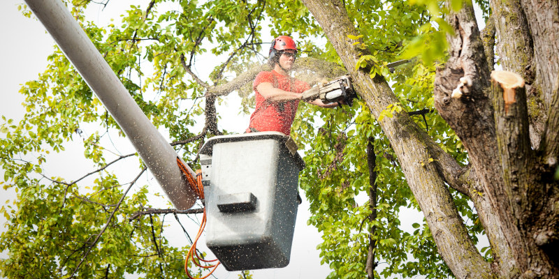 4 Benefits of Commercial Tree Services
