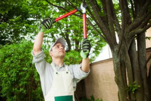 Why Tree Care Matters More Than You Might Think