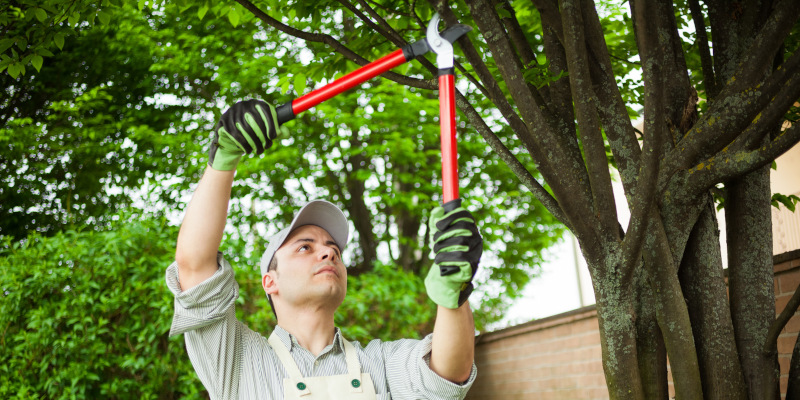 Why Tree Care Matters More Than You Might Think