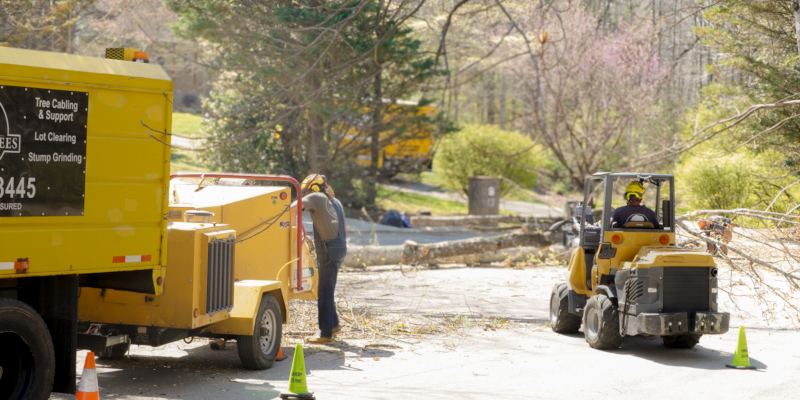 Tree Maintenance in Maryville, Tennessee