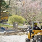 Tree Branch Removal