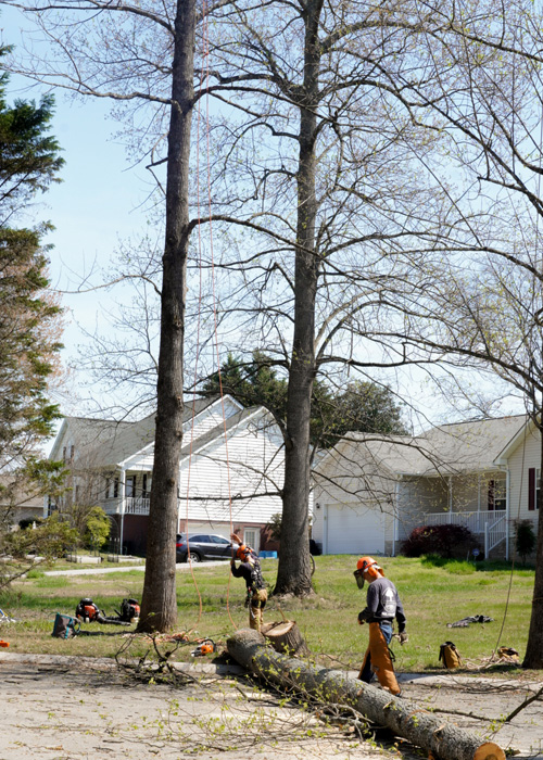 Tree Removal