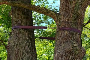 Key Signs You Need Tree Cabling Services