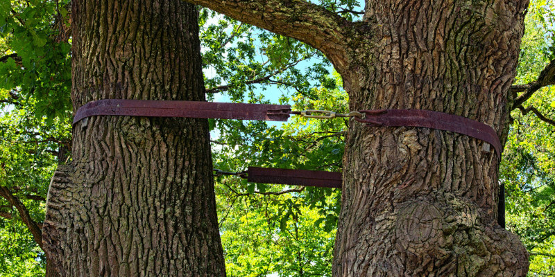 Key Signs You Need Tree Cabling Services