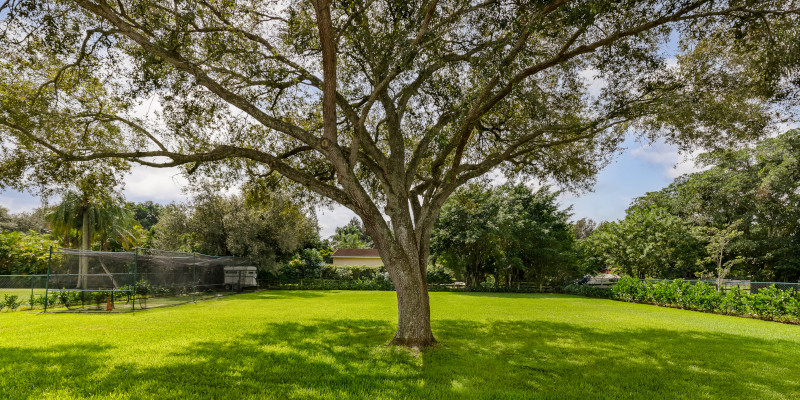 4 Reasons to Invest in Routine Tree Maintenance